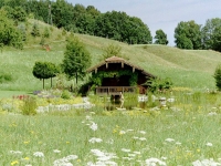 Nicht immer muß es Rasen sein - wildromantische Wiese