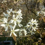 Amelanchier lamarkii, Kupferfelsenbirne, Blütezeit