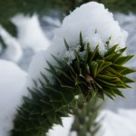 Araucaria-Ast von Schnee bedeckt