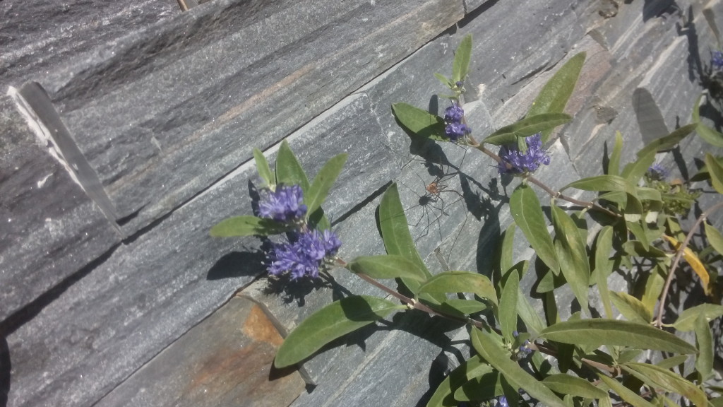 Caryopteris clandonensis - Bartblume, wertvoller Sommerblüher in Blau