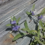Caryopteris clandonensis - Bartblume, wertvoller Sommerblüher in Blau