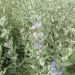 Caryopteris clandonensis Heavenly Blue - dklblaue Bartblume