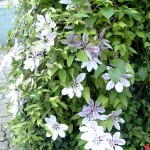 Clematis-Hybride