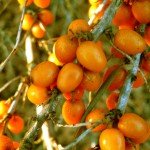 Sanddorn orange ovale Früchte