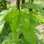 Humulus lupulus, echter Hopfen, Blätter