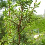 Juniperus communis, gemeiner Wacholder, Detail Zweig