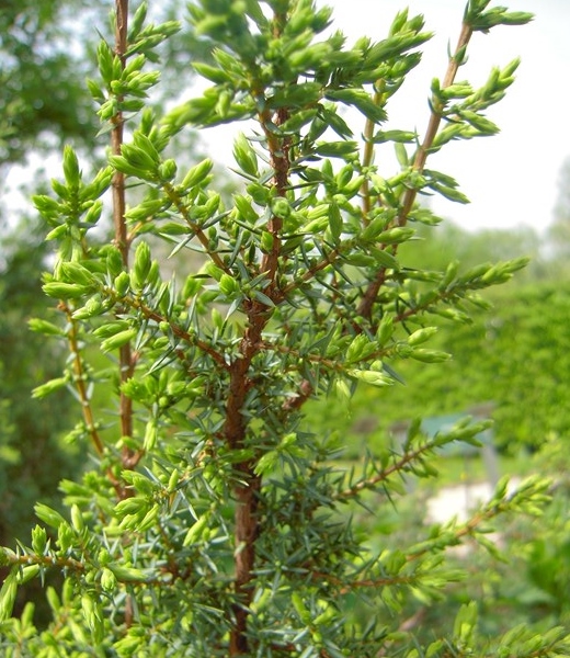 Juniperus communis, gemeiner Wacholder, Detail Zweig