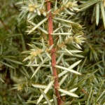 Juniperus communis Hibernica - irischer Säulenwacholder, Detail Nadeln