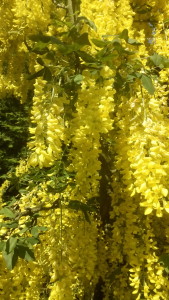 Blüten Laburnum watereri Vossii