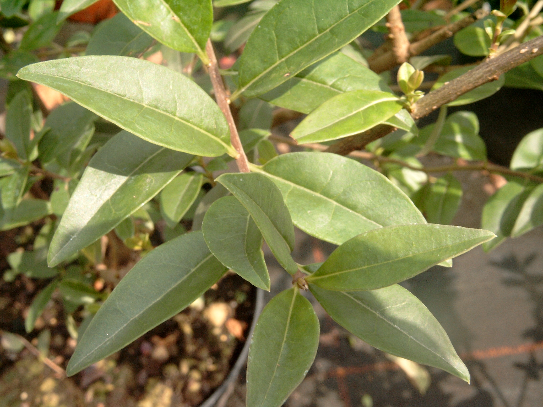 Ligustrum vulgare - Liguster, Rainweide - Der Service Grtner -  Gartengestaltung & Gartenpflege in Salzburg + Umgebung, Flachgau und  Mondseeland