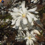 Magnolia stellata, Blüten mit zahlreichen Blütenblättern