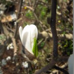 Blütenknospe der Sternmagnolie, es zeigt sich das erste weiß