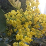 Mahonia aquifolium, Mahonie, Blüten