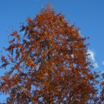 pyramidenförmiger Wuchs von Metasequoia glyptostroboides - Urweltmammutbaum im Herbst