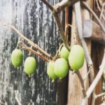 Minikiwi, Bayernkiwi, Früchte reif