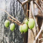Minikiwi, Bayernkiwi, Früchte reif