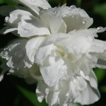 Philadelphus Virginal - gefüllter Jasmin, gefüllter Pfeifenstrauch, Blütendetail