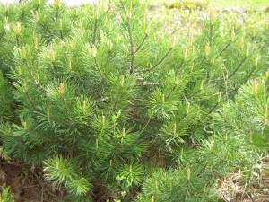 Pinus mugo - Zwerglatsche, Kissenlatsche