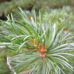 Pinus parviflora Glauca - Mädchenkiefer