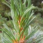 Pinus parviflora Glauca - Mädchenkiefer, Triebspitze, Detail Zweig