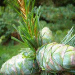 Pinus parviflora Glauca - Mädchenkiefer, grüne Zapfen