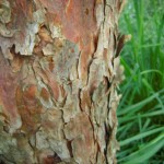 Pinus sylvestris Fastigiata - Säulenföhre, Stamm