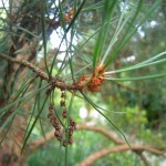 Pinus sylvestris Fastigiata - Säulenföhre, Zweige
