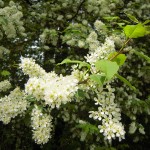 Prunus padus - Traubenkirsche 