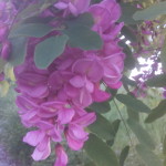 Blütendetails von Robinia pseudoacacia Casqu Rouge - rosa blühende Robinie