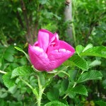 rosalila Blüte der Apfelrose Rosa rugosa