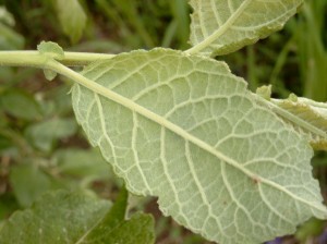 Salix caprea, die Salweide, Blattunterseite