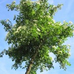 Sambucus nigra, schwarzer Holunder, Holler, Vogelnährgehölz