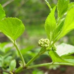 Sambucus nigra, schwarzer Holunder, Holler, Vogelnährgehölz