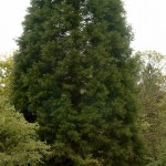 Sequoiadendron giganteum, typischer schlank aufrechter Wuchs