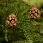 Sequoiadendron giganteum, eiförmige Zapfen, geöffnet