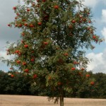 Sorbus aucuparia, Vogelbeerbaum, Solitärbaum, Vogelnährgehölz