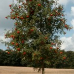 Sorbus aucuparia, Vogelbeerbaum, Solitärbaum, Vogelnährgehölz