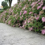 Spirae japonica Little Princes
