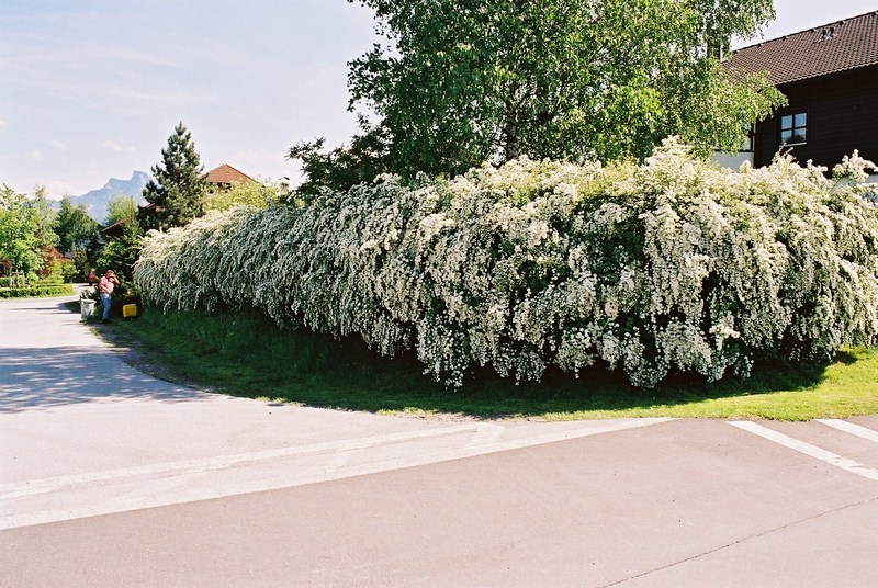 Spirea-Hecke in voller Blütenpracht