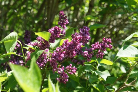dunkelviolette Blüte des Syringa vulgaris, Edel- oder Juniflieder