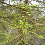 Taxodium distichum - Sumpfeibe, Sumpfzypresse