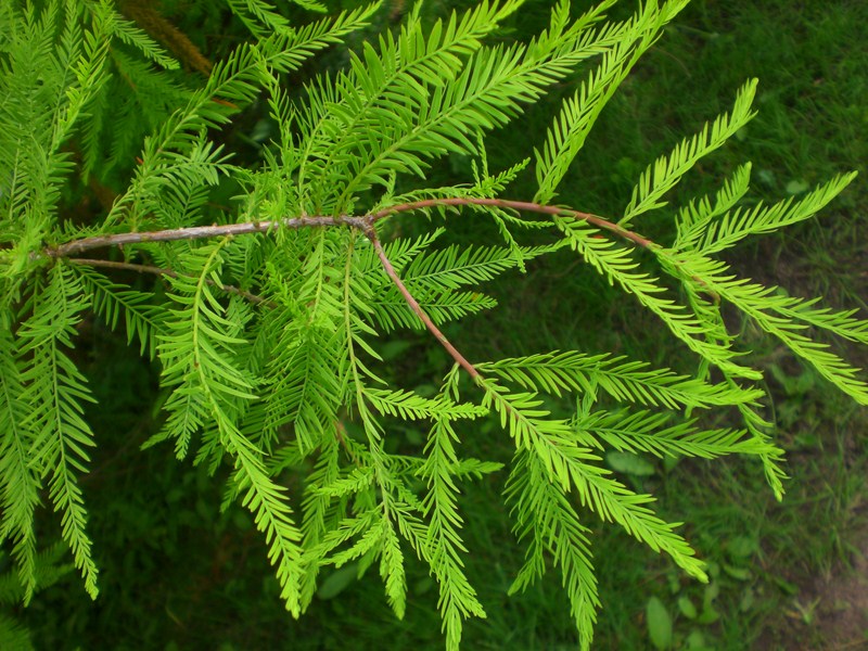 Taxodium distichum Sumpfeibe, Sumpfzypresse Der