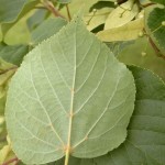 Blatt der Winterlinde Tilia cordata