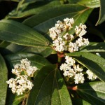 Winterduftschneeball, Viburnum bodnantense