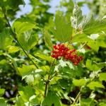 Viburnum opulus, kleine rote Früchte, Beerenartig