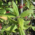 Viburnum rhytidophyllum - runzelblättriger Schneeball, Detail Blatt