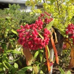 Viburnum rhytidophyllum - runzelblättriger Schneeball, Früchte, Fruchtstand, rote Beeren