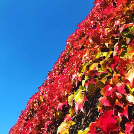 Wilder Wein an Mauer, leuchtend rote Herbstfärbung