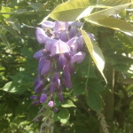 Wisteria sinensis - Blauregen, Glyzine