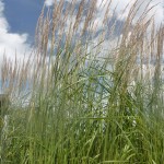 Calamagrostis acutiflora Karl Foerster - Reitgras,